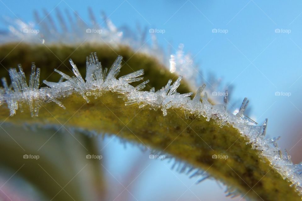 Frost