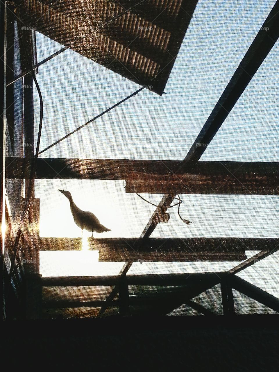 duck on the roof. duck out of water