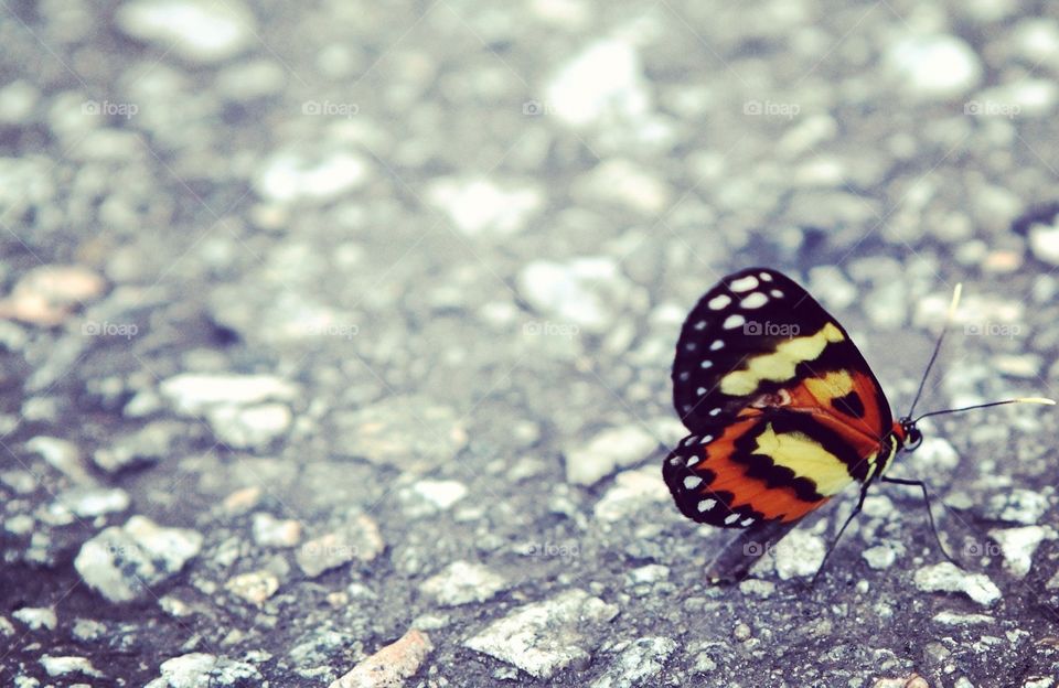 Butterfly on the floor 