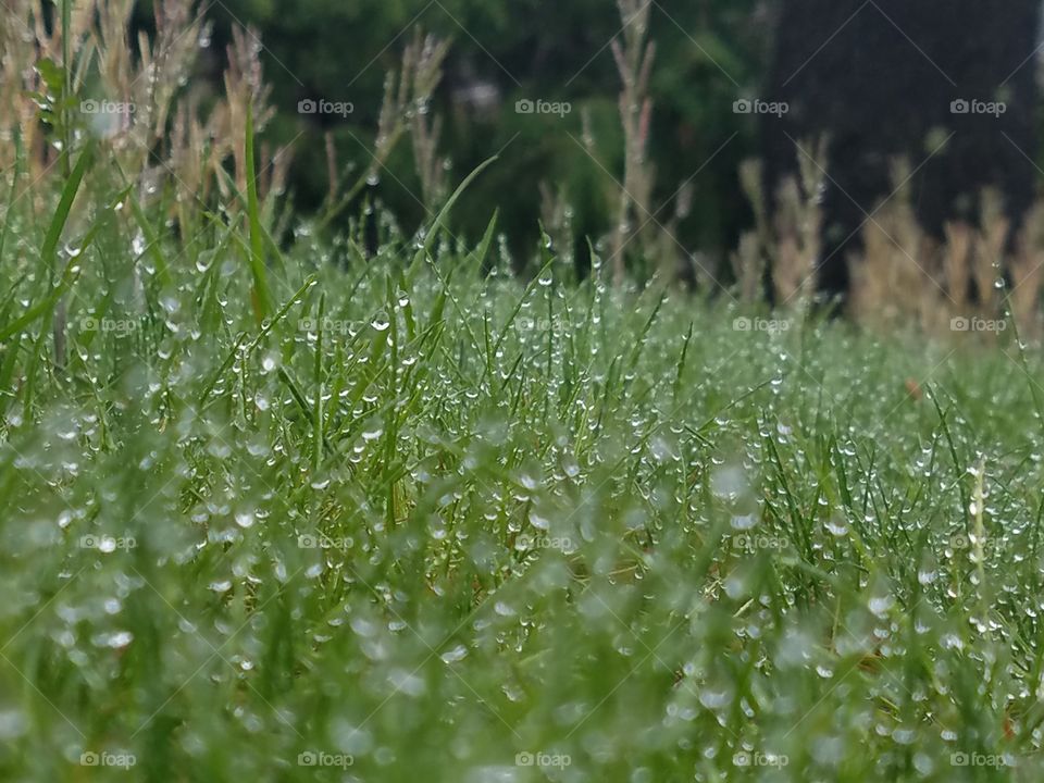 nice shot of some raindrops on uncut grass.