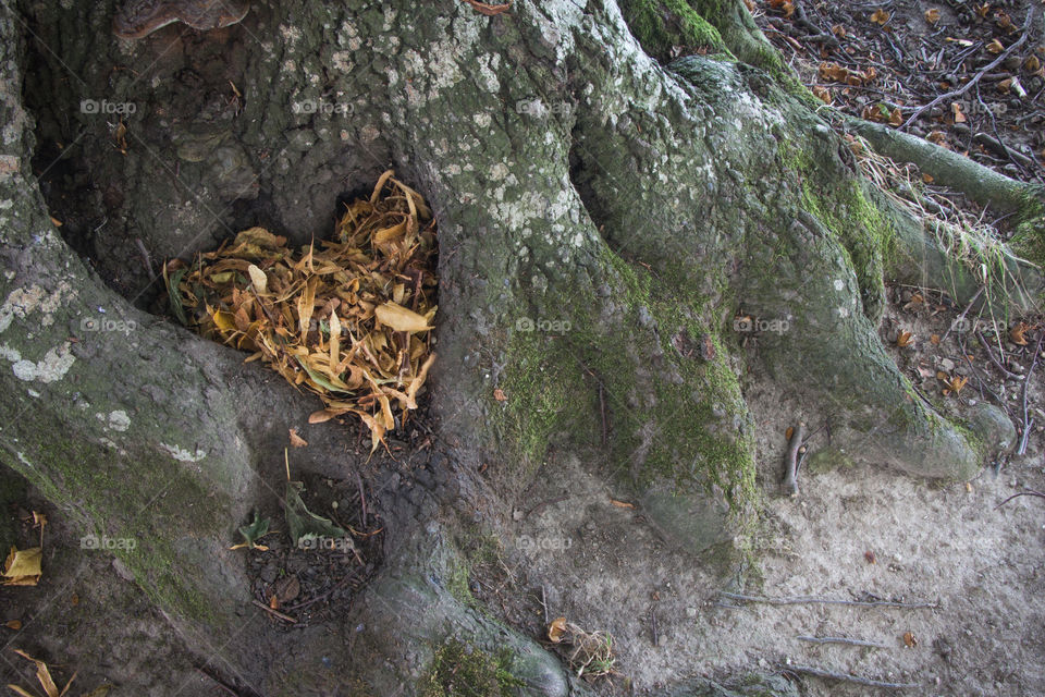 Tree, Wood, Moss, Nature, Environment
