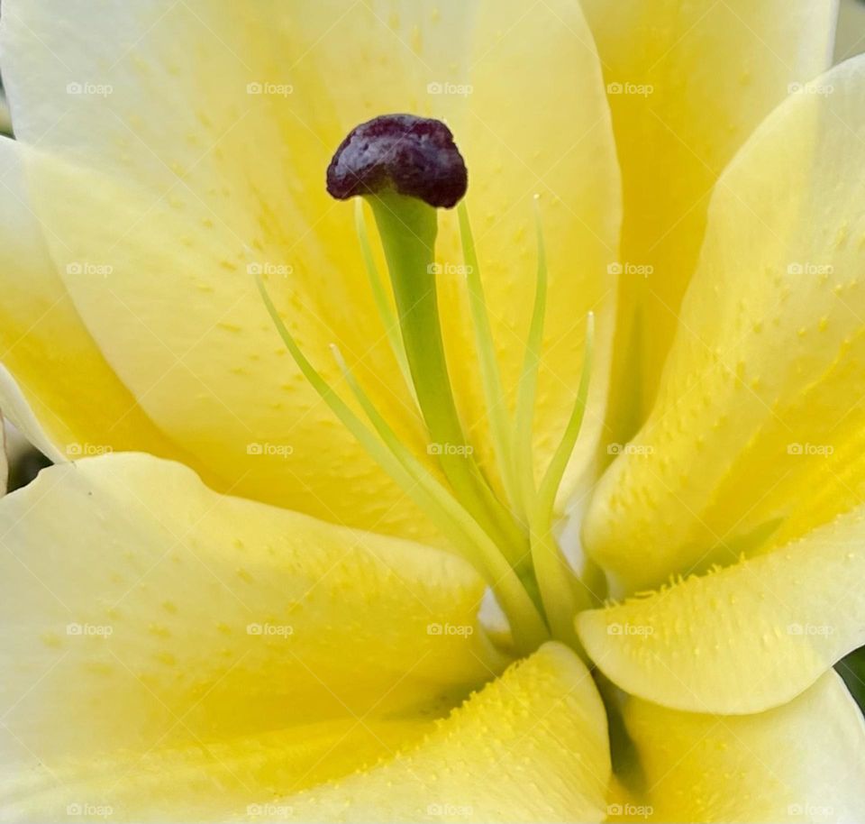 Yellow Lily