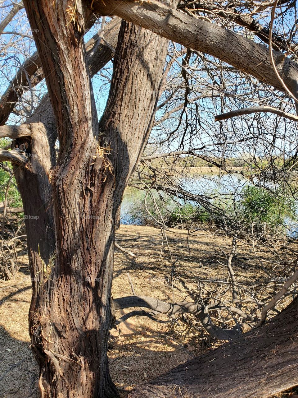 Beautiful Tree Trunk in Winter