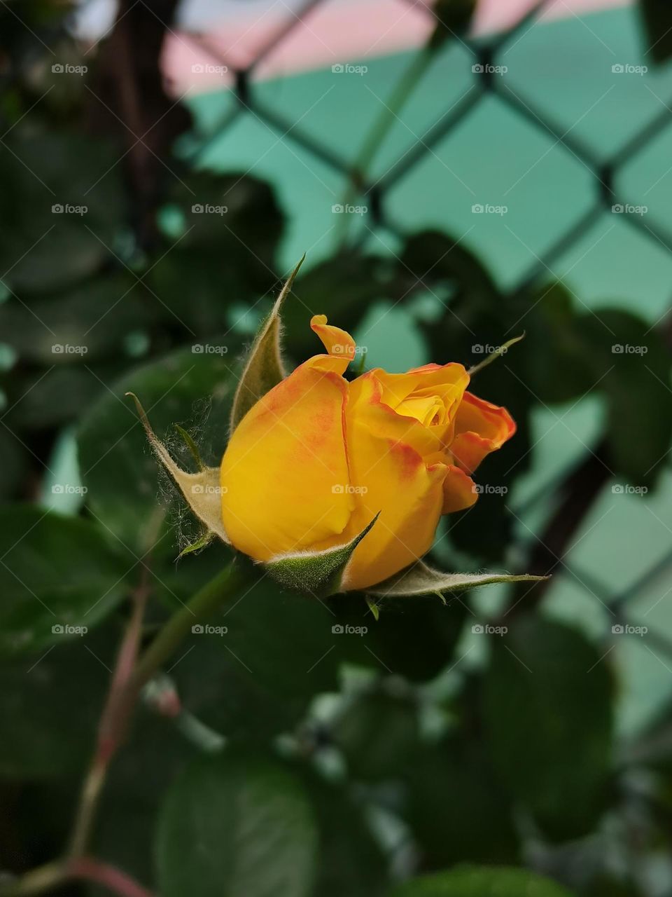 Chinese rose