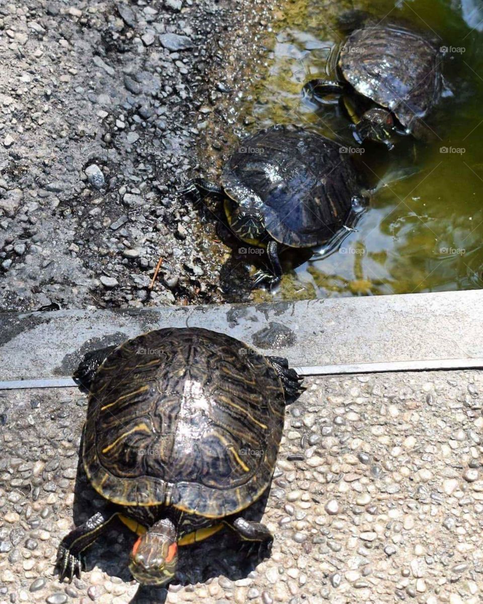 In line turtles