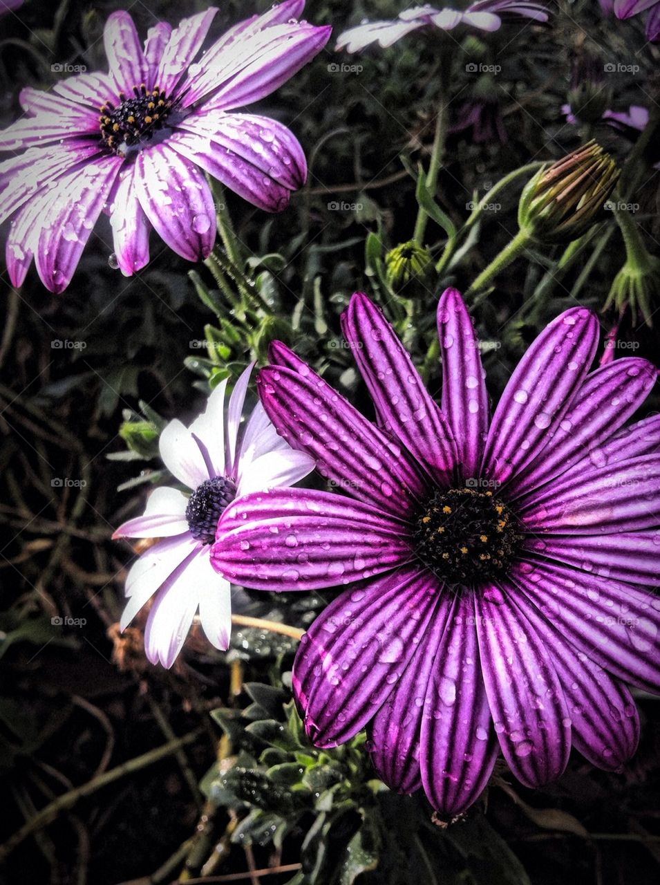 Purple stripe flower
