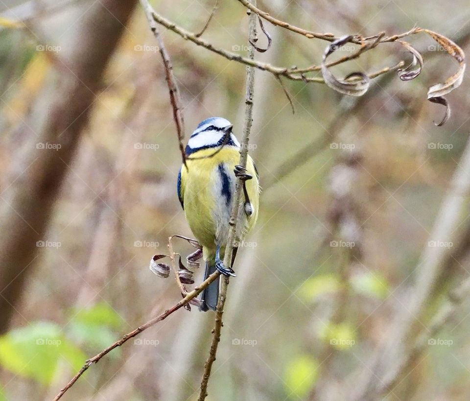 Blue tit