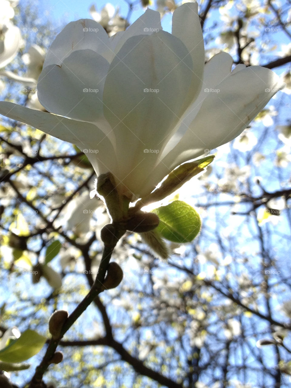 Magnolia flower blossom outdoors