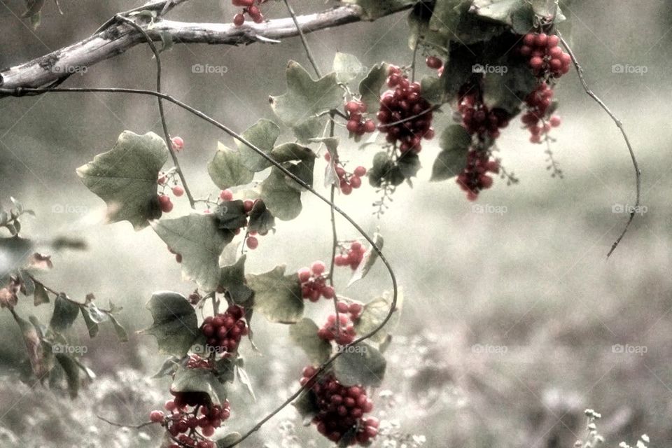 berries mist