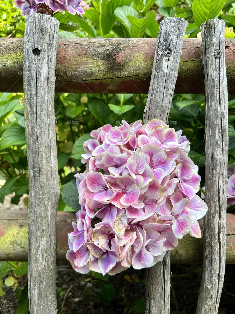 Flowers in fence