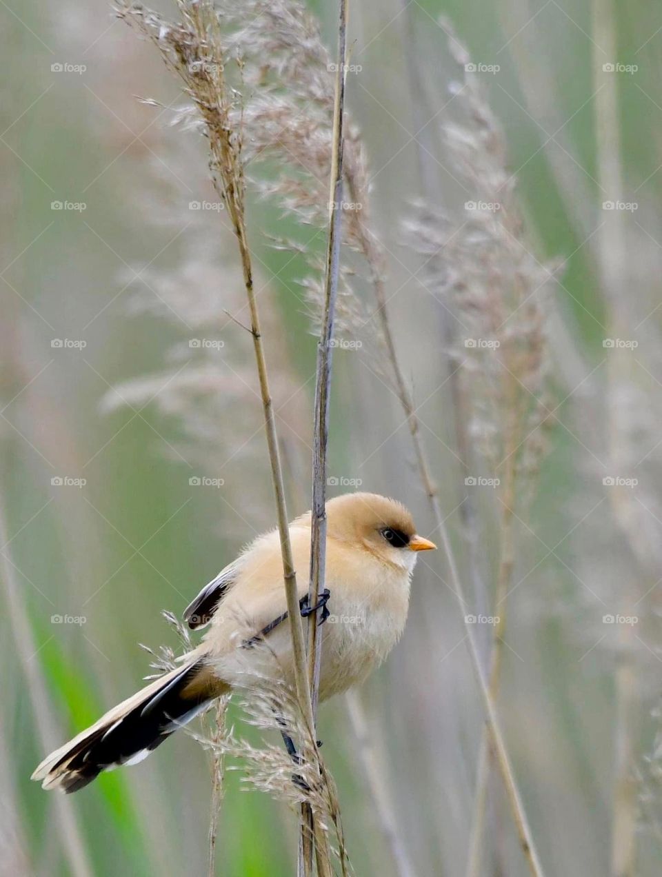 A close up of a bearded toy