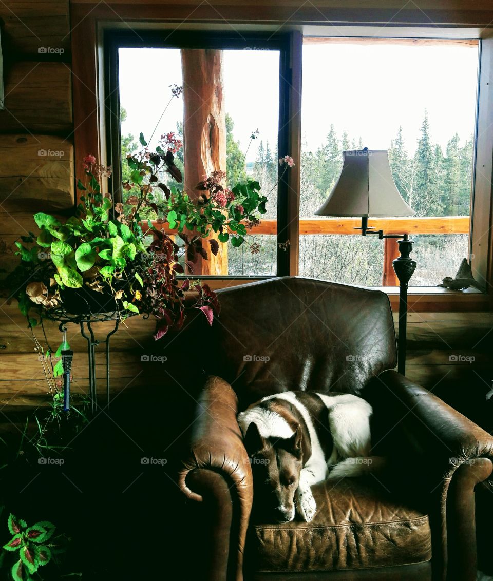 Indoor plants with dog