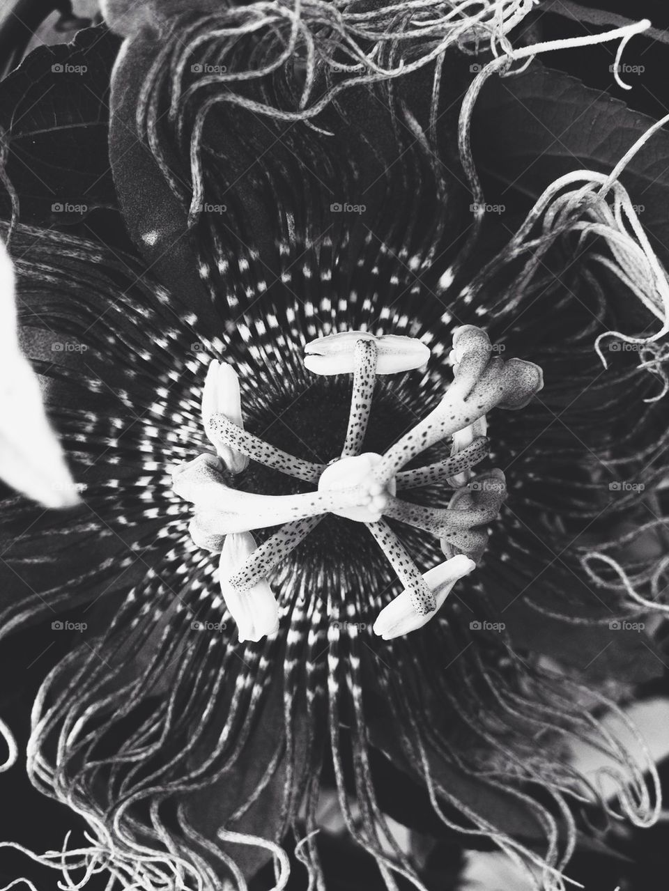 Black and white flower