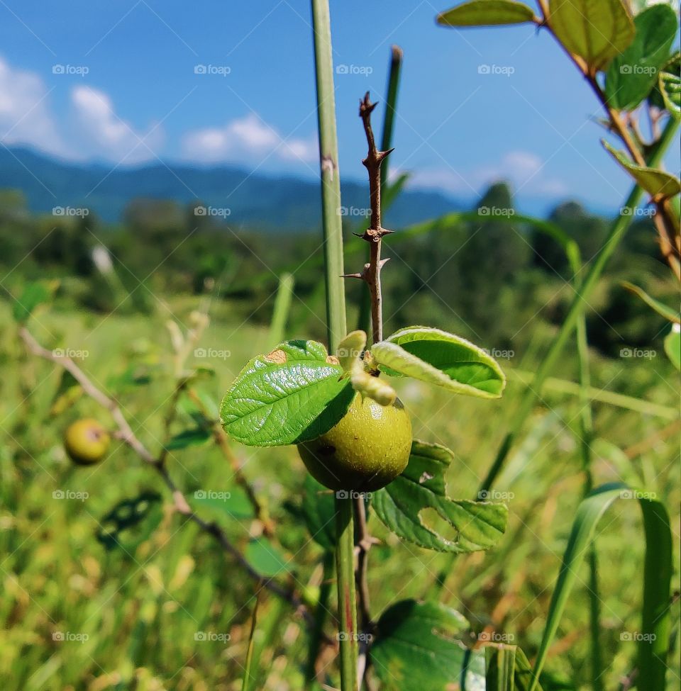 Mountain Fruit