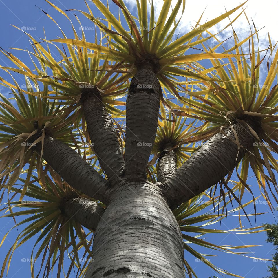 A young dragon tree 