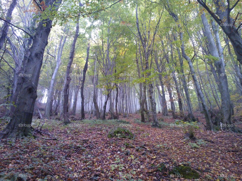 Forest in Croatia. 
