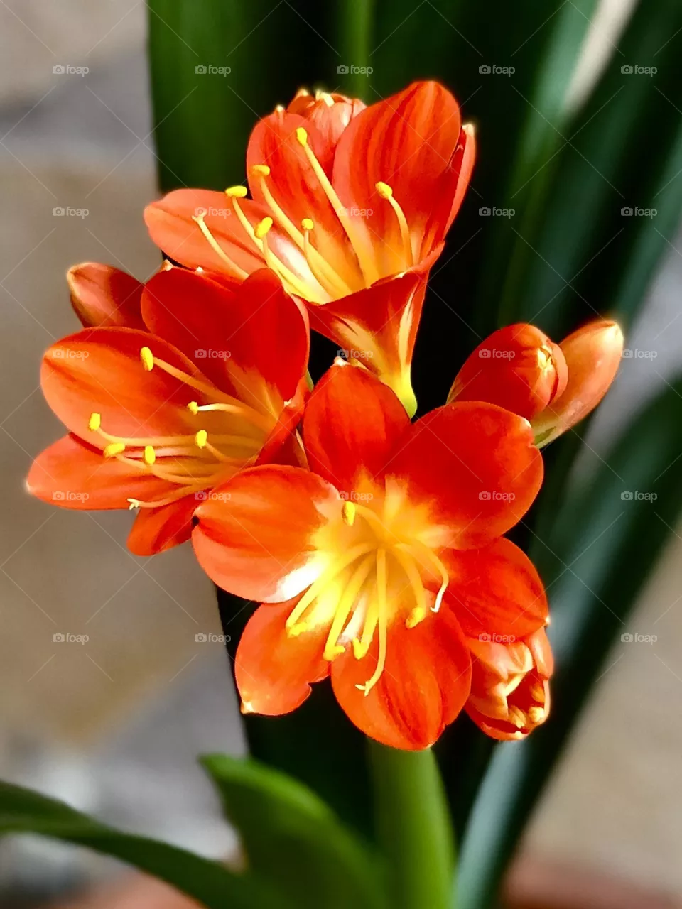 Fiori 