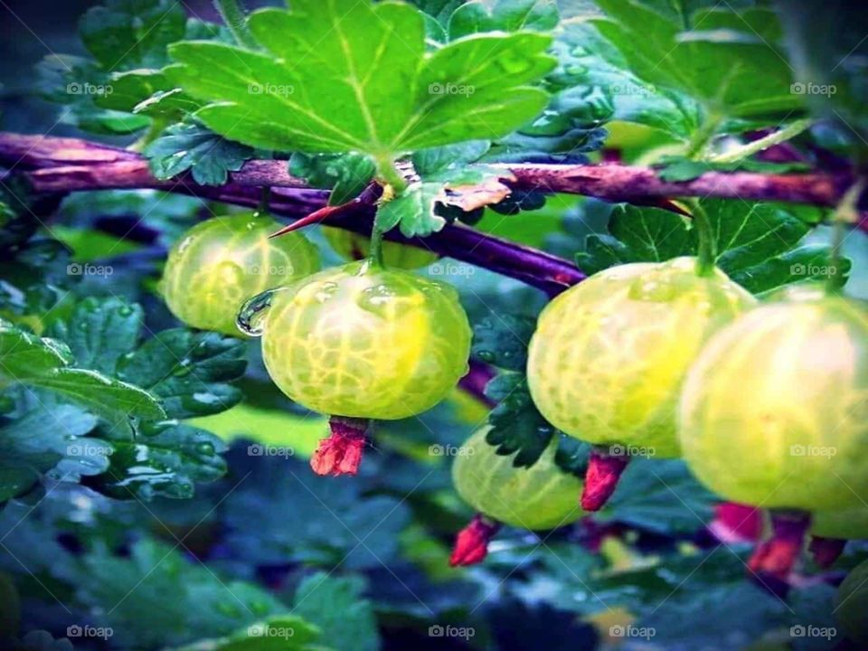 I don't remember the name of this fruit but it's very lovely.