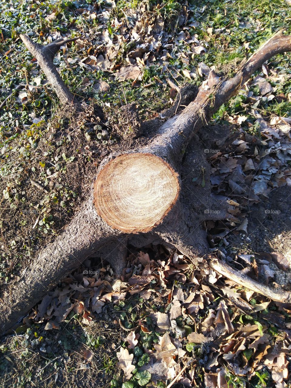 felling of tree, stump