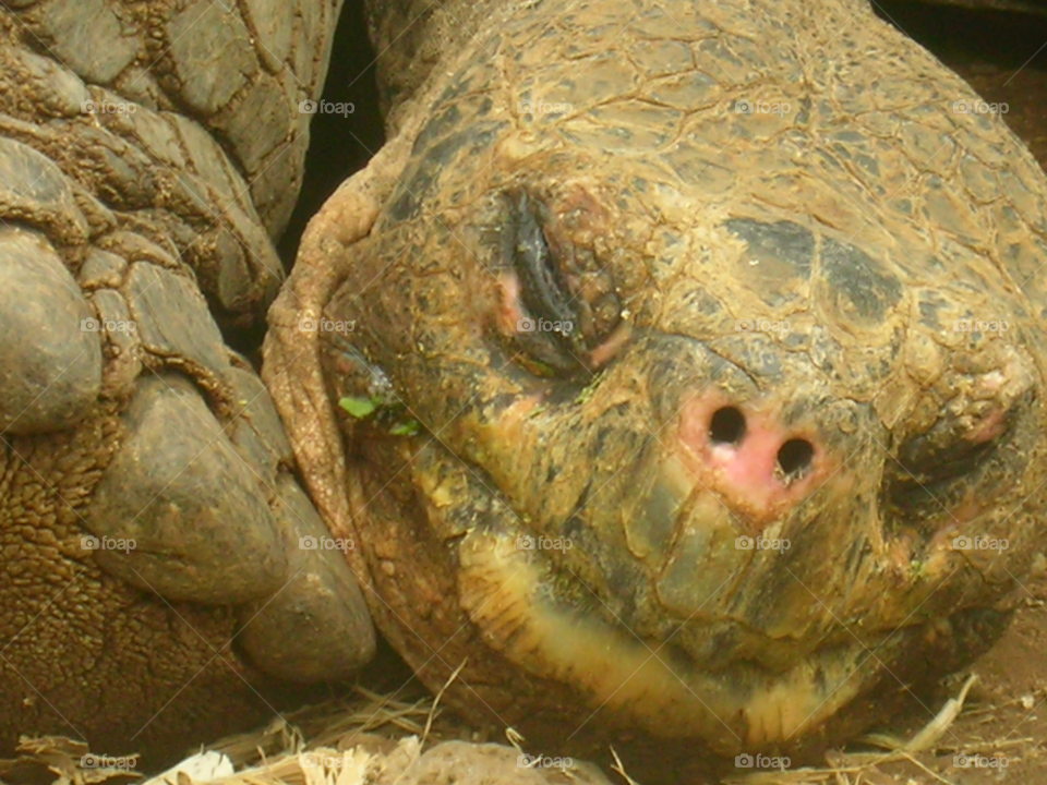 sleeping turtle galapagos tortuga by izabela.cib