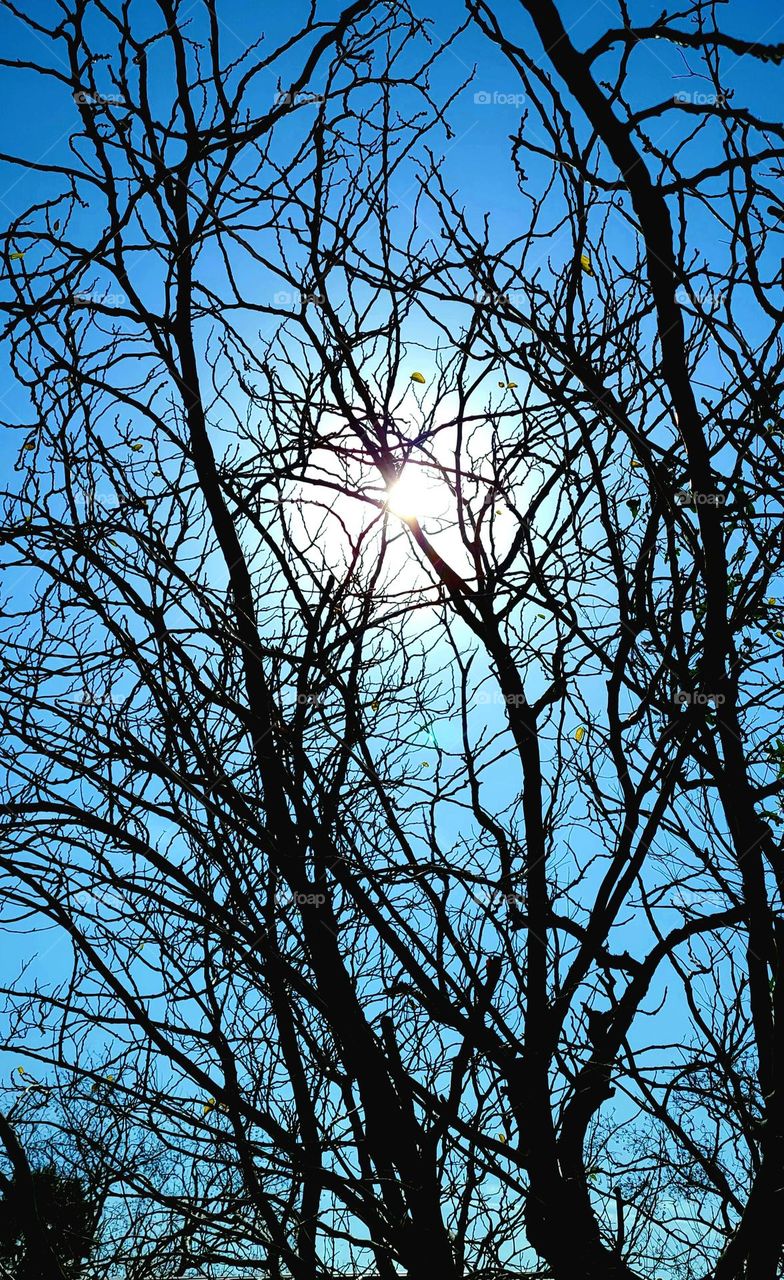 Sun through winter's trees.