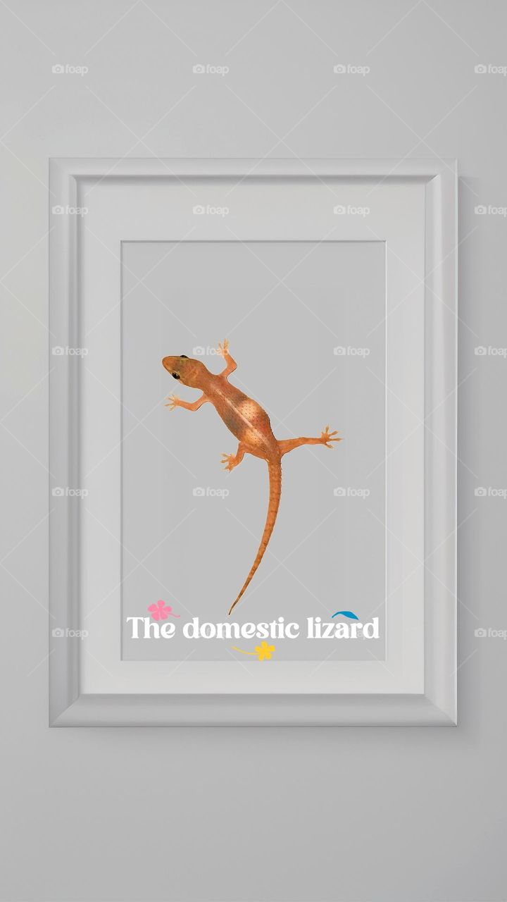 The domestic lizard