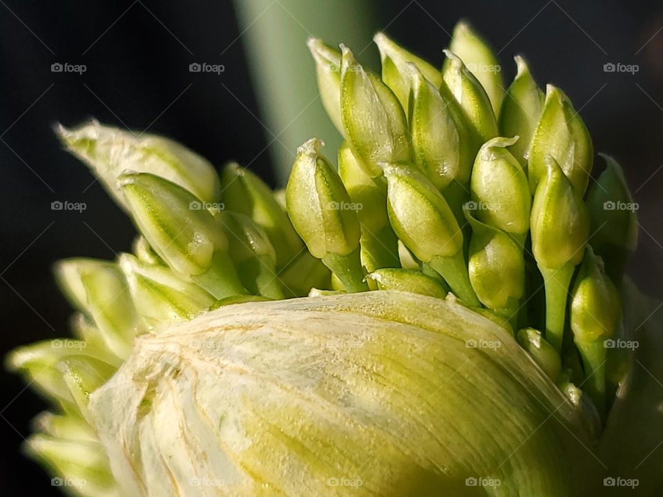 Spring blooms - onion flowers buds