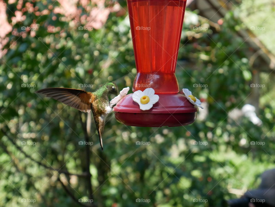 A humming bird flying and drinking water