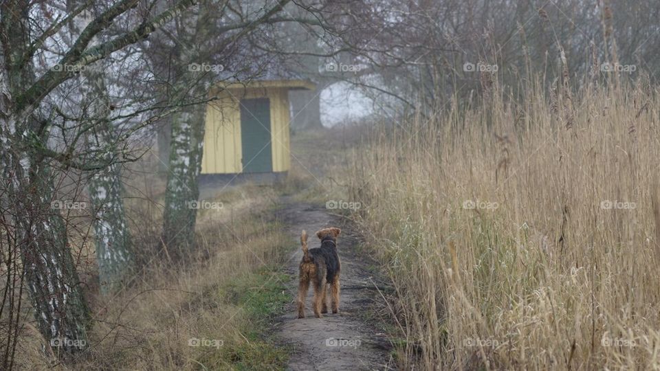 dog walk airedaleterrier airedale by llouisenilssonn