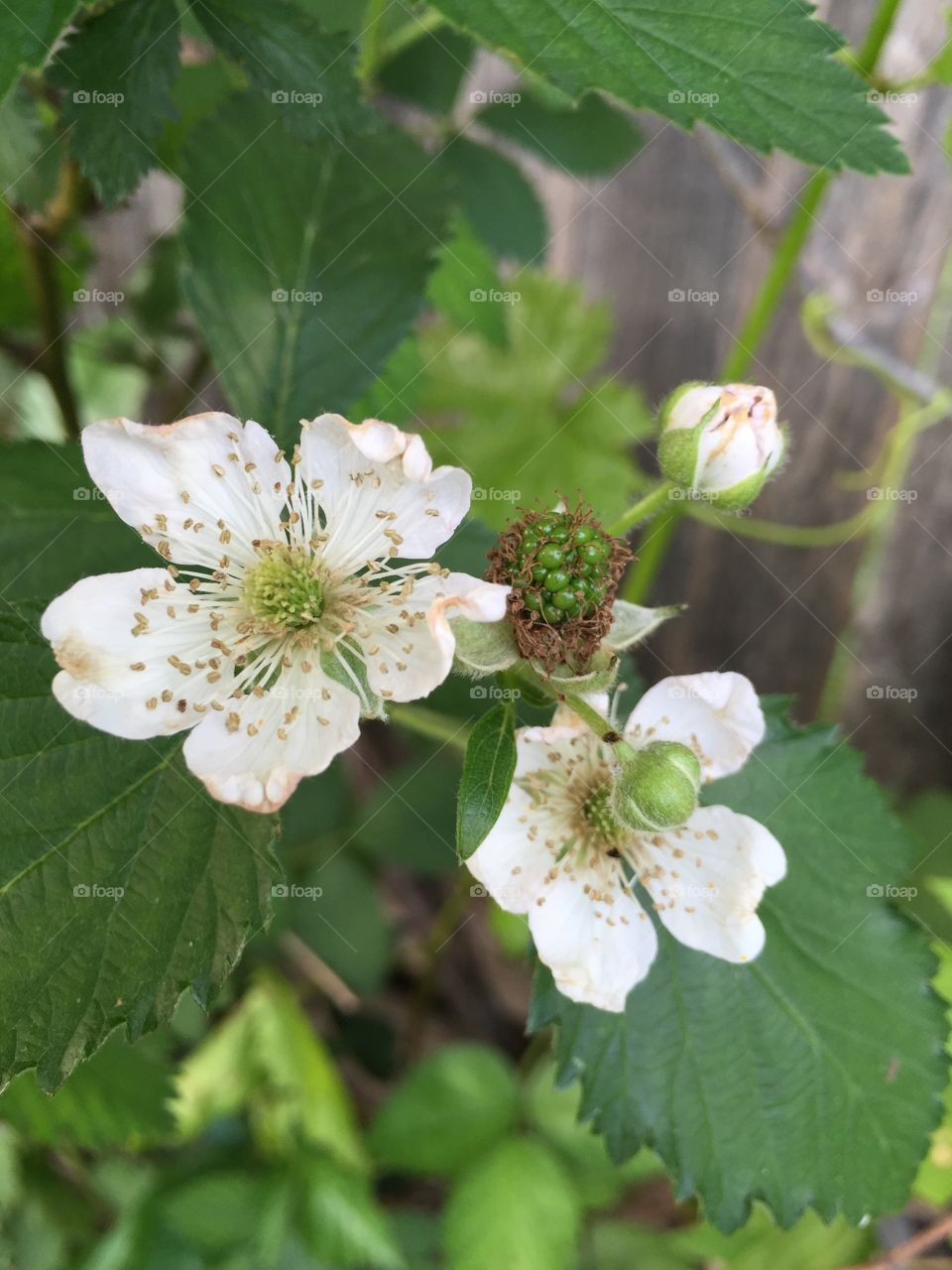 Blackberry Flowers