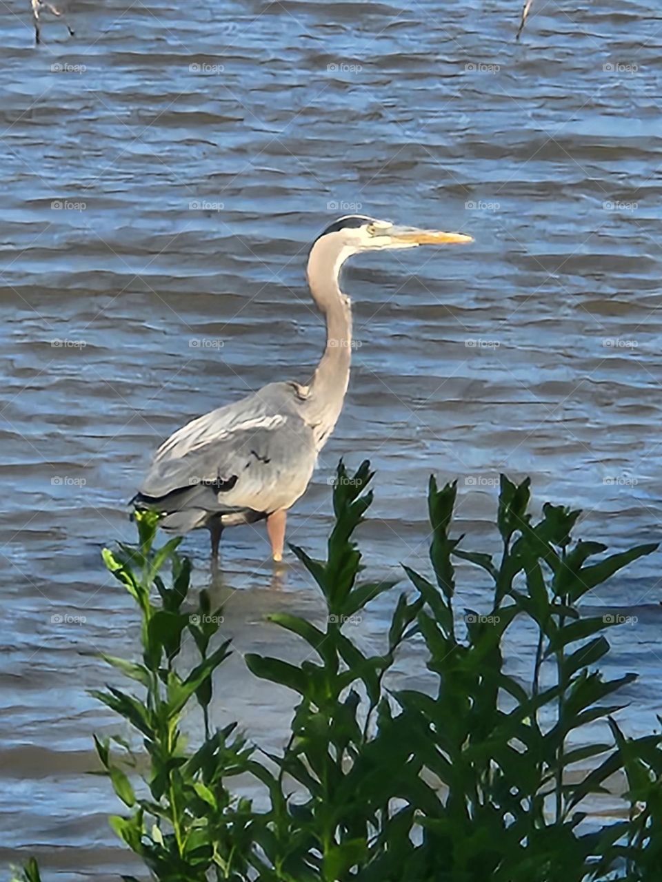 close-up of majestic heron resting by leafy plants in rippling water on a warm day