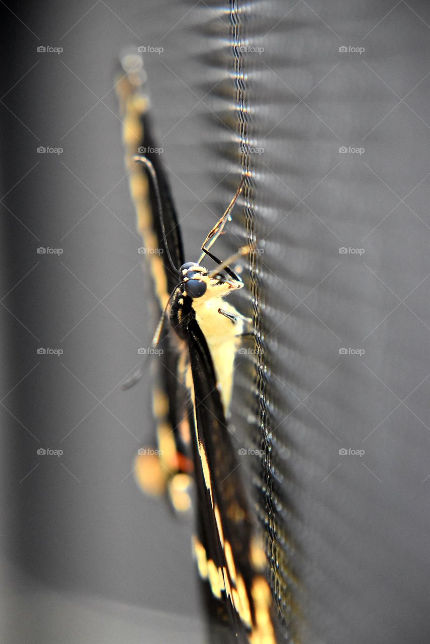 Butterfly close-up