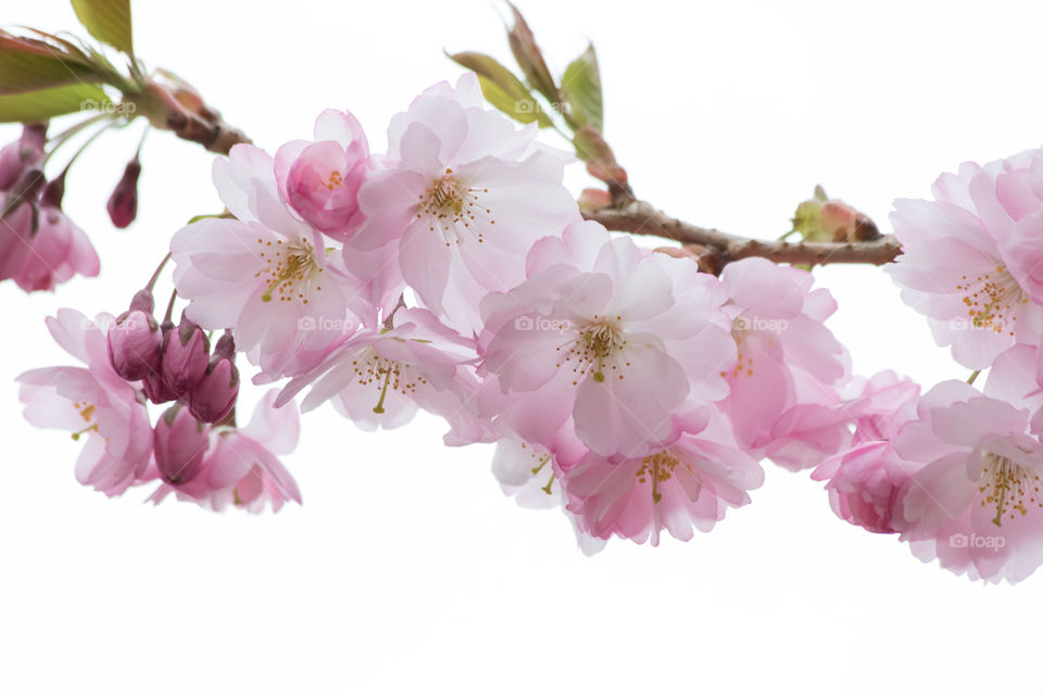 Beautiful pink cherry tree blossom flowers - vackra blommande körsbärsblommor 