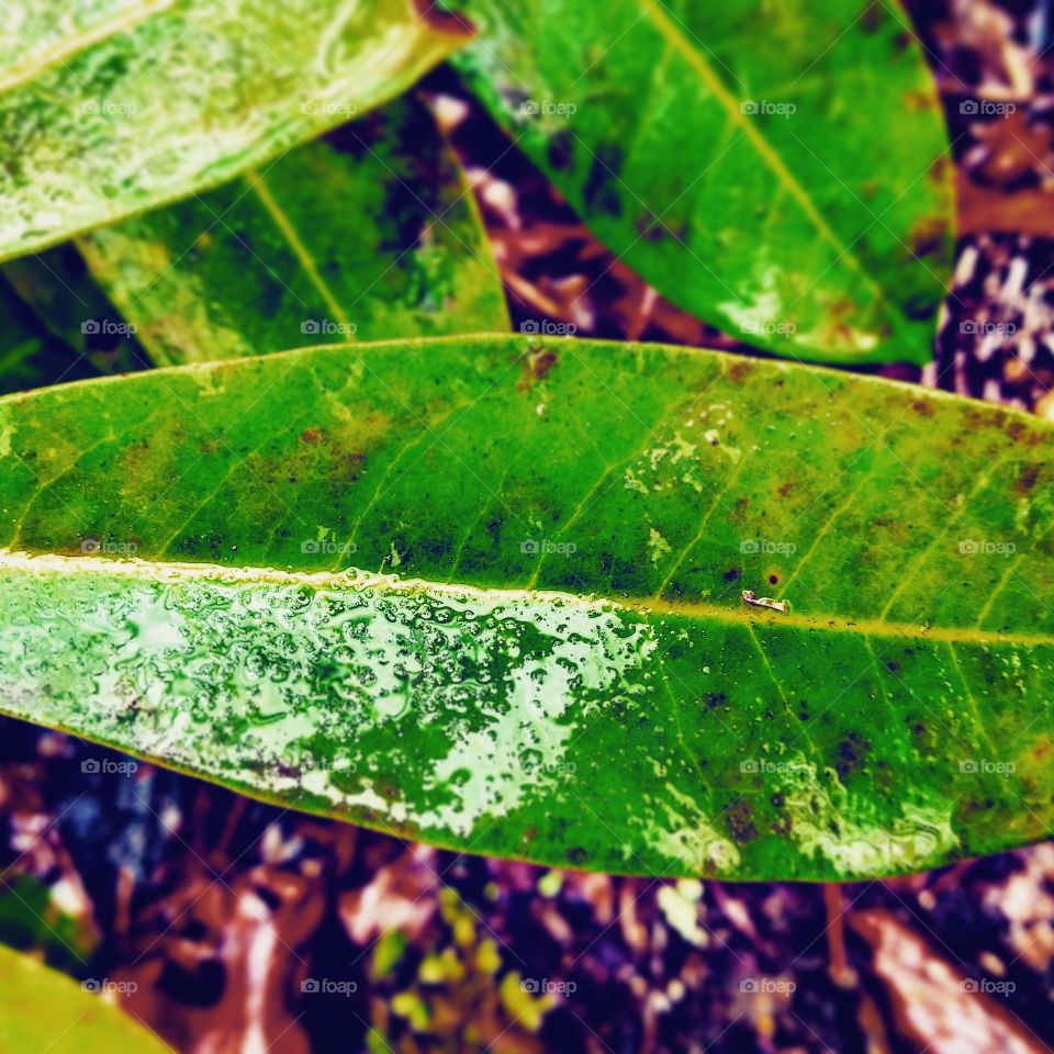 Watered Leaf