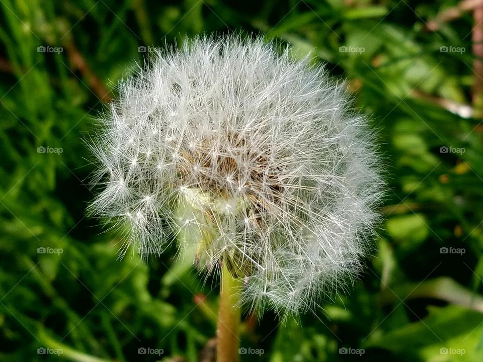 dandelion
