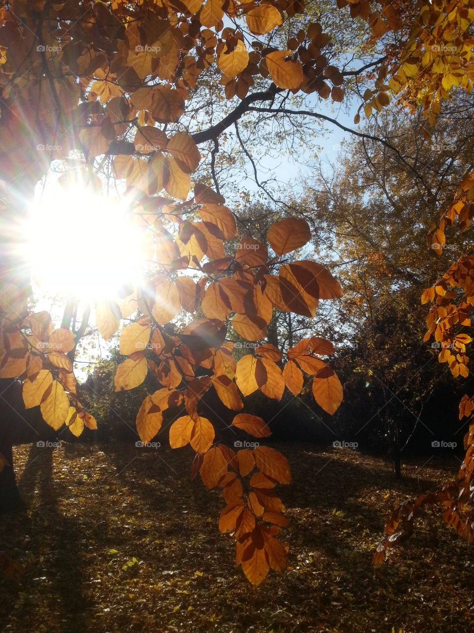 Autumn sun shine 