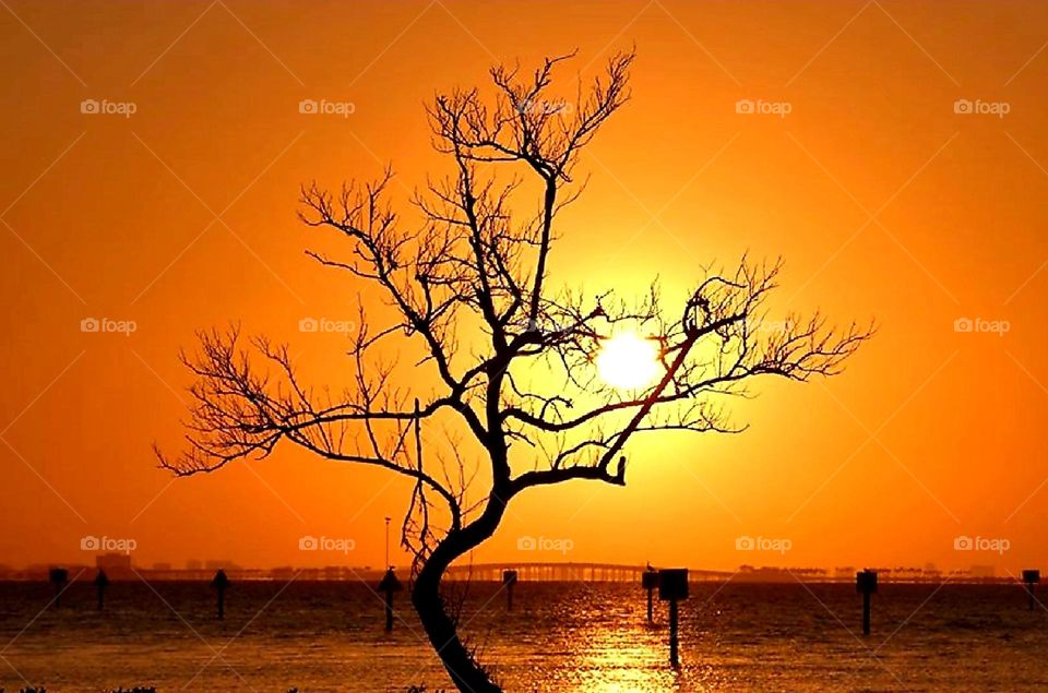 A tree holding the sun rising for a while
