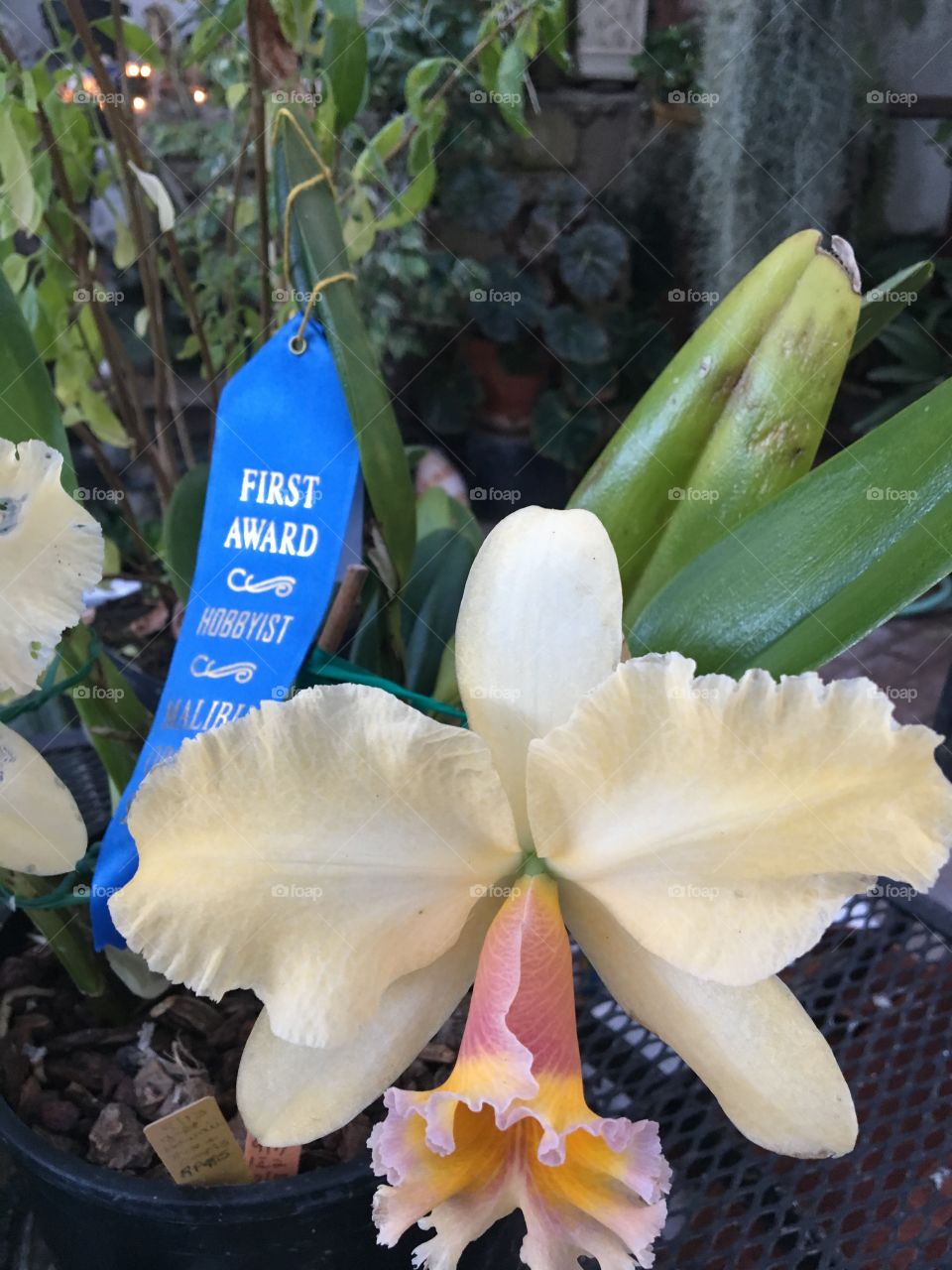 Award winning beautiful orchids