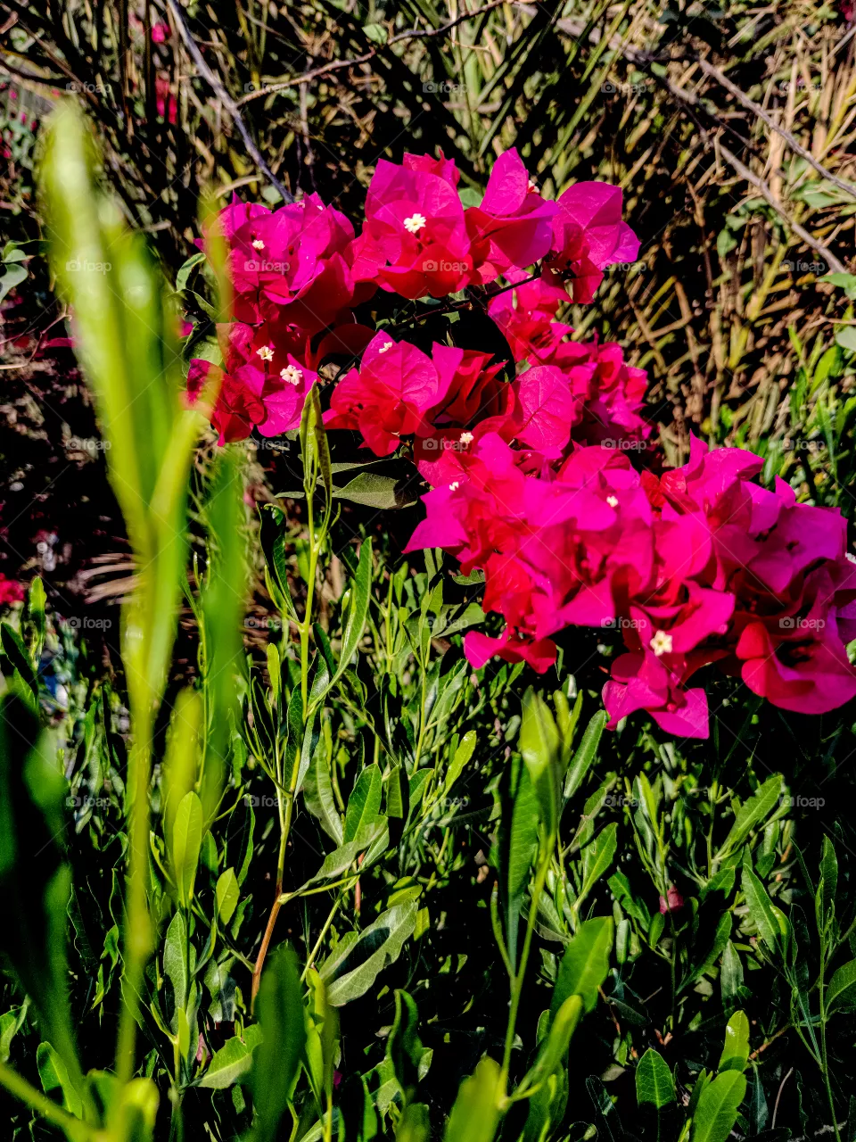 flowers