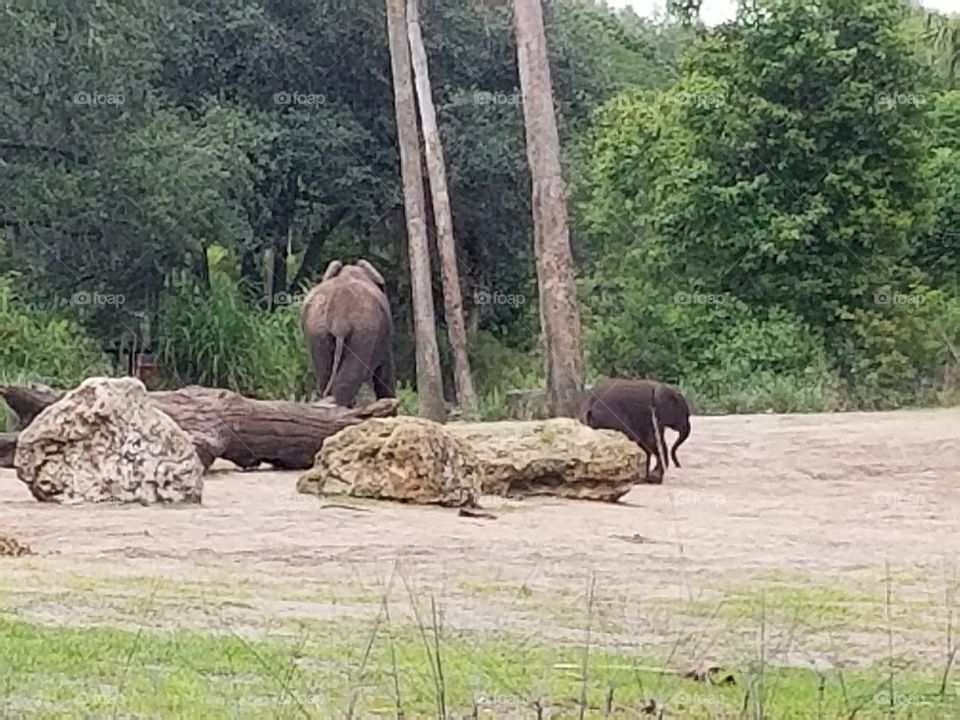 An elephant and a calf leisurely cross the plains at Animal Kingdom at the Walt Disney World Resort in Orlando, Florida.