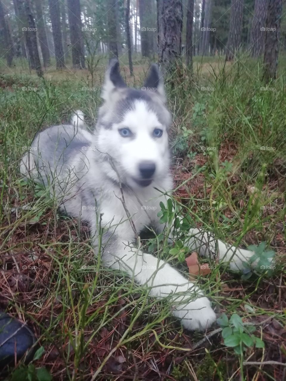 #husky
