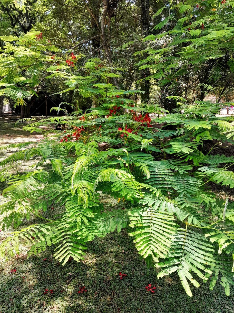 Bush Witherspoon Red flowers at The Ibirapuera Park, in Brazil