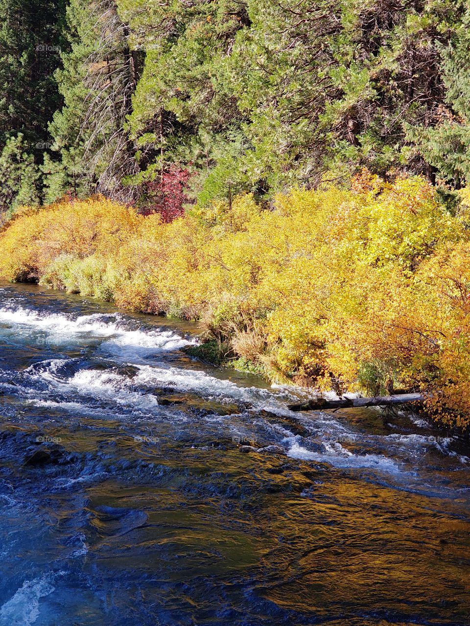 Stunning fall colors on the riverbanks of the turquoise waters of the Metolius River at Wizard Falls in Central Oregon on a sunny autumn morning. 