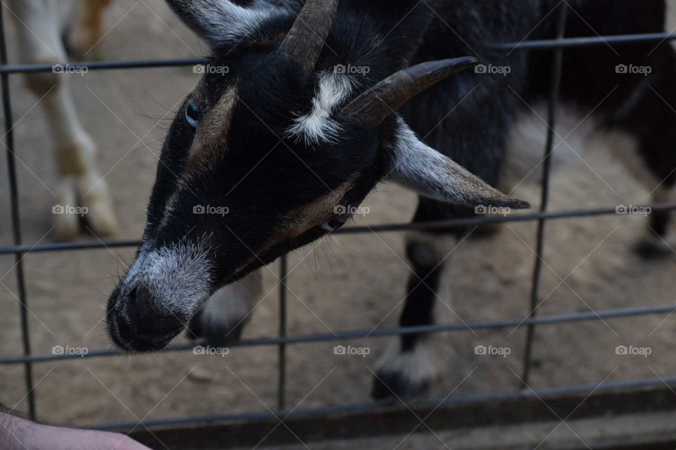 goat through a fence