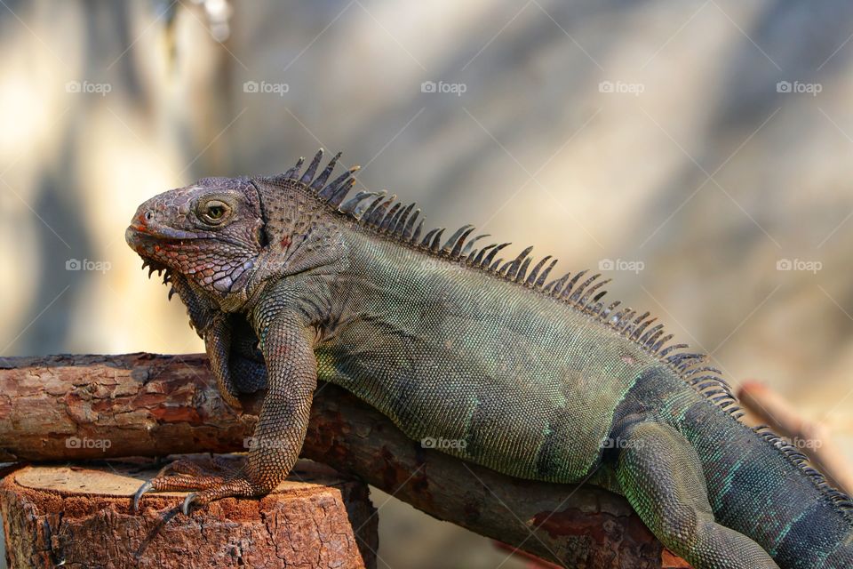 Green iguana