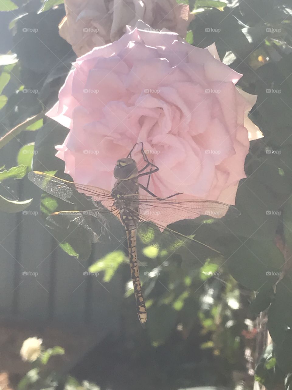 Dragonfly on rose 🌹 