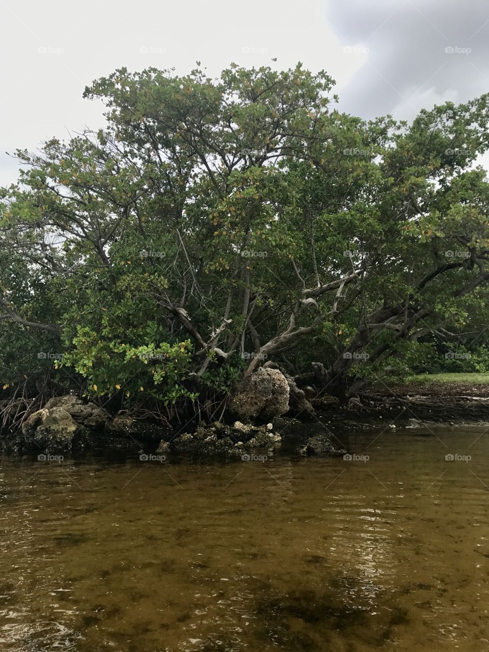 Rocky mangroves