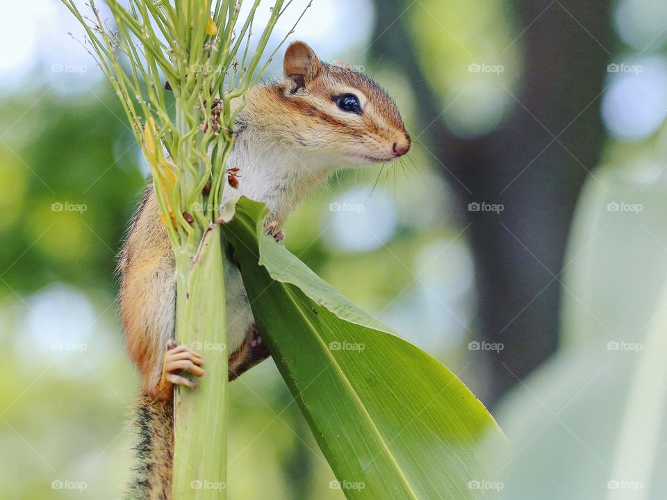 Wildlife, Nature, Rodent, Animal, Little