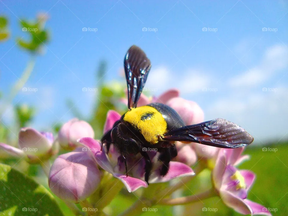 beetle