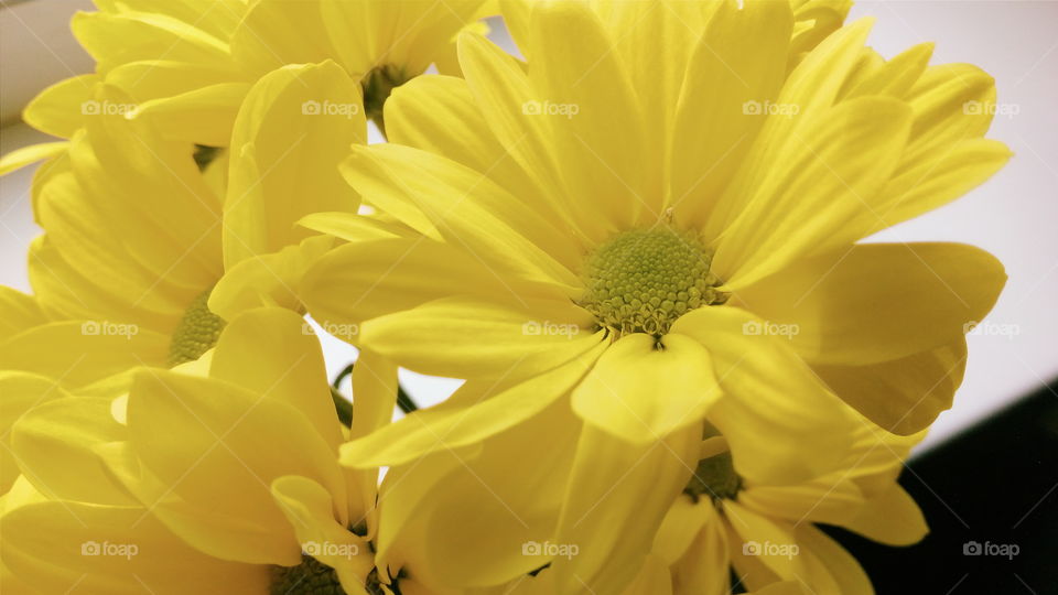 yellow chrysanthemum